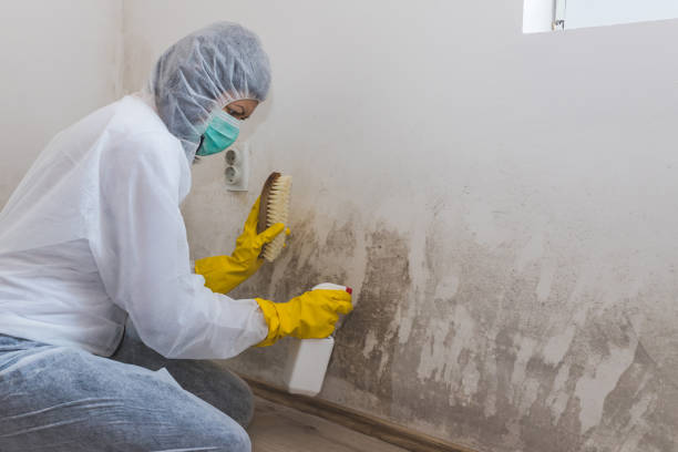 Best Basement Mold Removal  in Clinton, WI